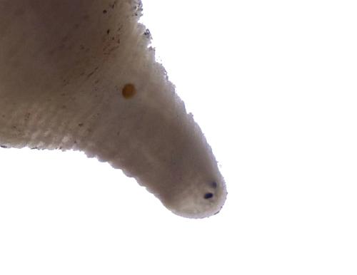 Leech